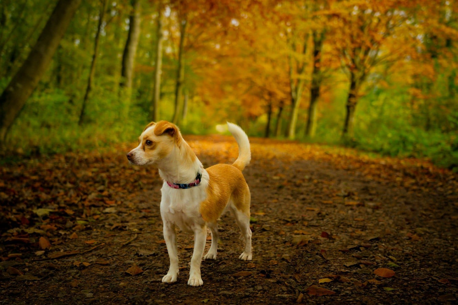 Small tan and white dog standing on autumn forest path with fallen leaves