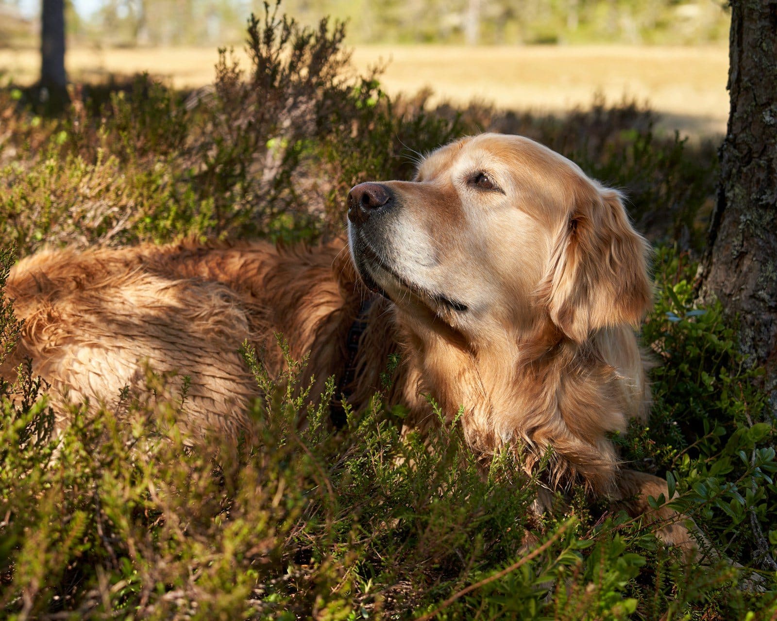 A golden retriever relaxing outdoors among green foliage