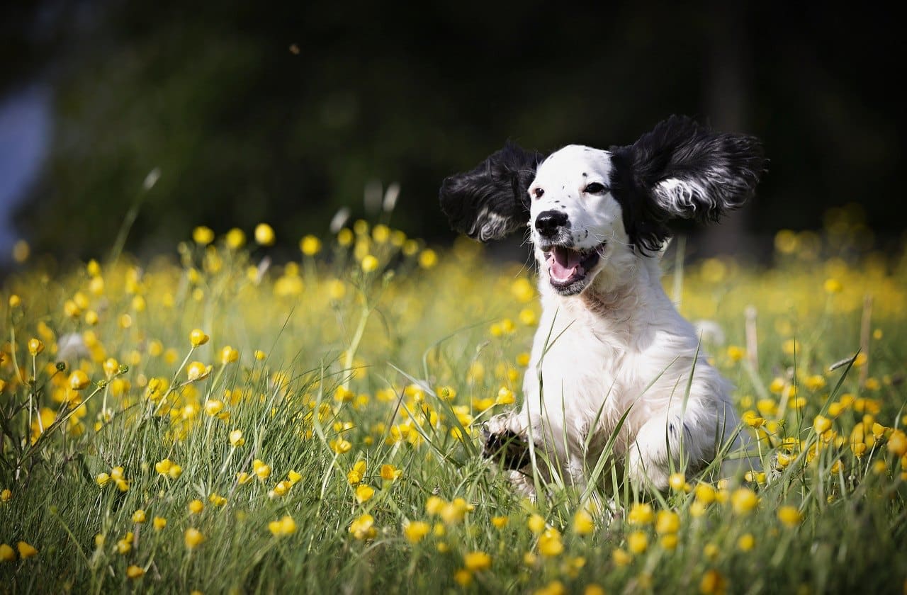 Dog outdoors in a green natural setting