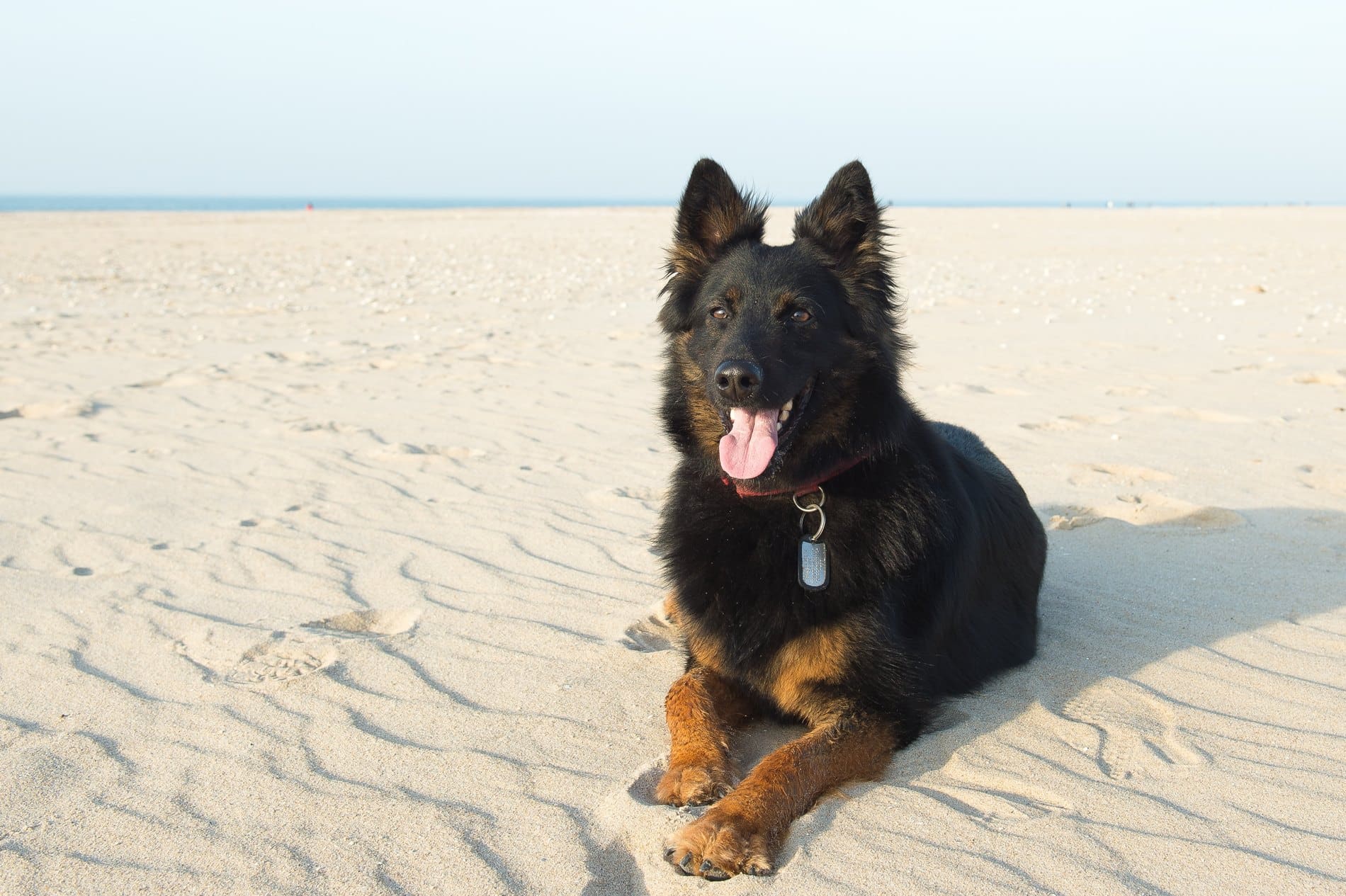 A dog enjoying time outdoors