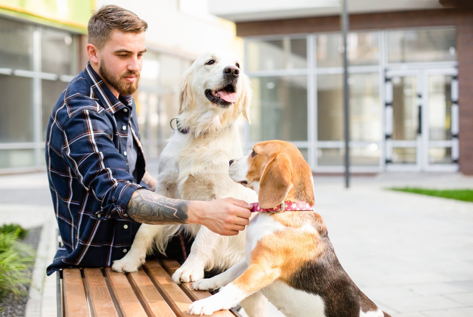 Man with two dogs sitting on a bench outside a brick building