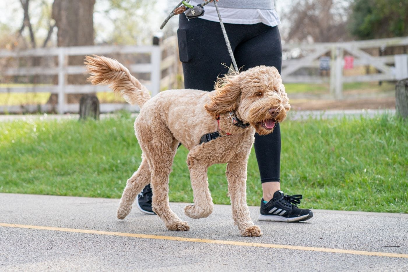 Loose leash walking