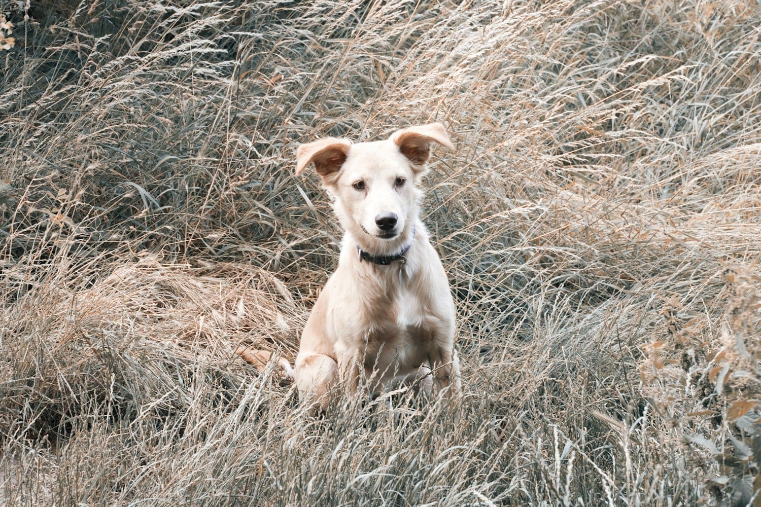 White dog with brown ears standing in dry grass field