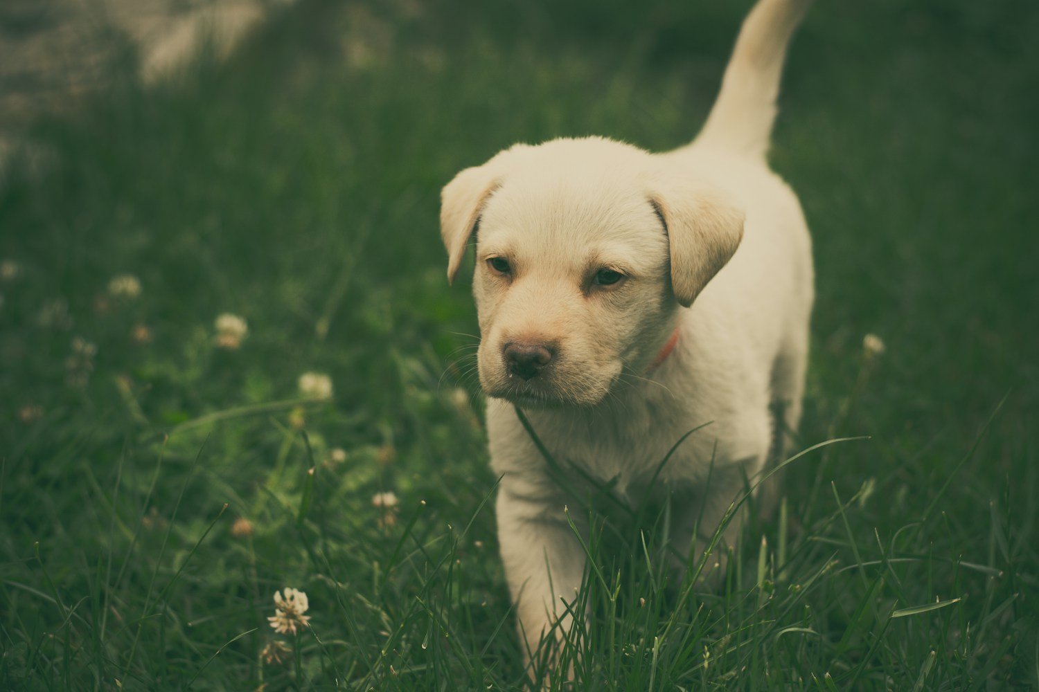 White Labrador Retriever walking through green grass with small flowers